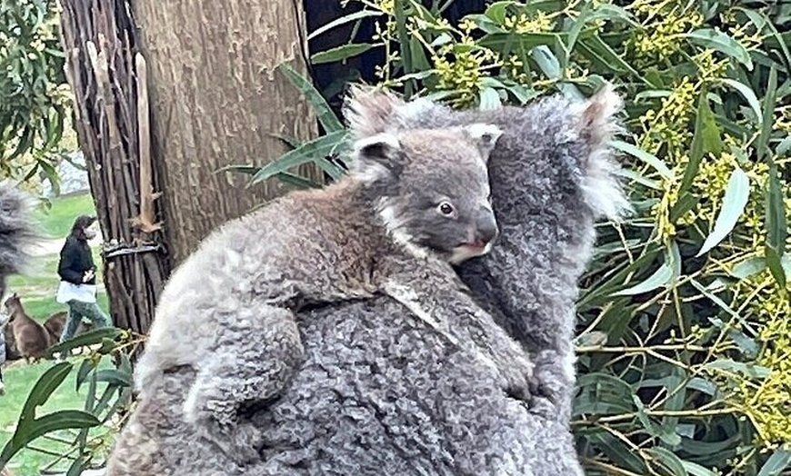 Image 7: Melbourne PRIVATE Penguin Tour Wildlife Tour-Gold Mines Town Tour