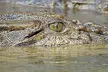 Private Luxury Cape Tribulation Adventure and Crocodile Cruise - Image 7