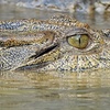 Image 7: Private Luxury Cape Tribulation Adventure and Crocodile Cruise