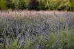 U-Pick Lavender Experience on Bainbridge Island - Second Medium