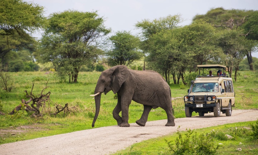 Image 3: ✈ TANZANIE | Du Kilimanjaro à Zanzibar - Sur la trace des animaux d...