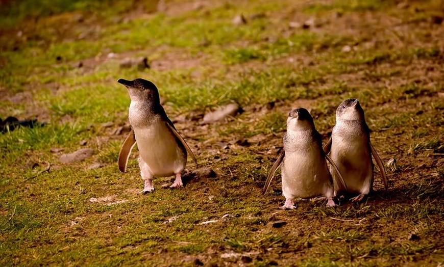 Image 11: Phillip Island and Moonlit Sanctuary Premium Day Tour Small group