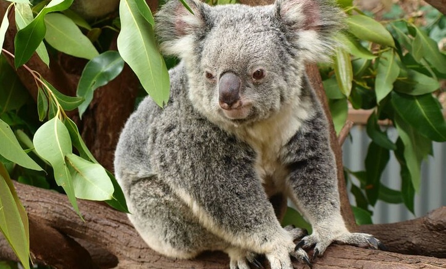 Image 5: Small-Group Murray River Adventure - Paddle Steamer & Wildlife