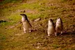 Penguin Parade Express Private Tour Melbourne to Phillip Island - Image 6