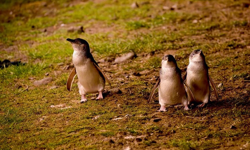 Image 6: Penguin Parade Express Private Tour Melbourne to Phillip Island