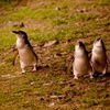 Image 6: Penguin Parade Express Private Tour Melbourne to Phillip Island