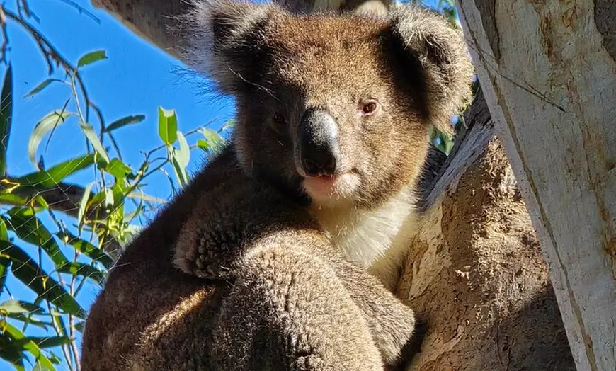Image 28: Adelaide: Kangaroo Island 2-Day Epic Adventure Small Group tour