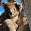 Image 11: Adelaide: Kangaroo Island 2-Day Epic Adventure Small Group tour