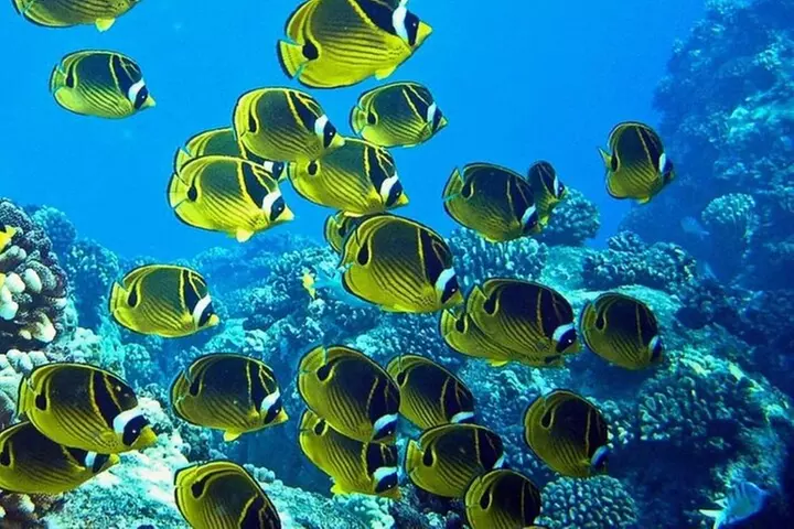 2 Tank Shore Dive at Sea Turtle Cove