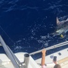 Image 12: Macaronesia Charter de Pesca en La Gomera (Islas Canarias)