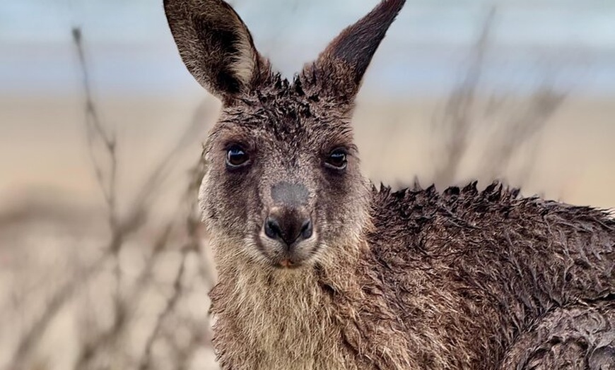 Image 13: Jervis Bay Tour with Dolphins, Kangaroos & World's Whitest Beach