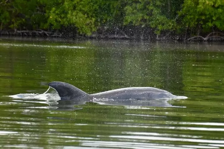 Easy Ride Pedal Kayak Tour Marco Island & Naples (Pedal or Paddle
