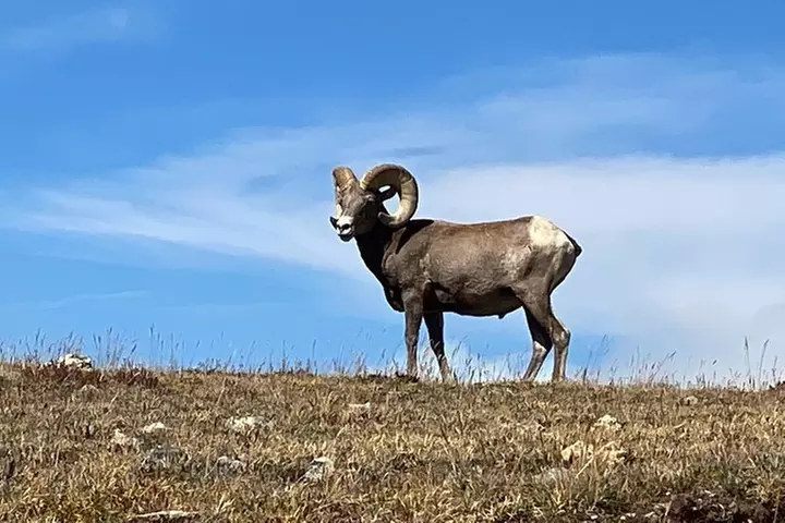 Rocky Mountain National Park in Summer Tour from Denver