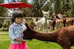 Alpaca Picnic Experience in Oregon - Second Medium
