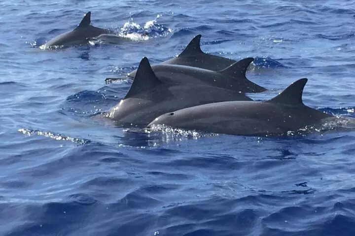 2 Hour Maui Dolphin Watch Sightsee Raft Tour (Semi-Private)
