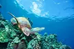 3 Hour Turtle Town Snorkel and Whale Watch Tour in Kihei - Second Medium