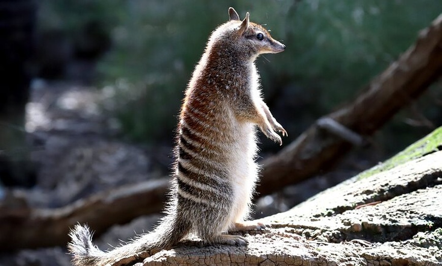 Image 3: Australian Animal Night Safari