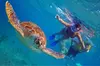 Full day Oahu´s North Shore Circle Island & Snorkeling w/ Turtles