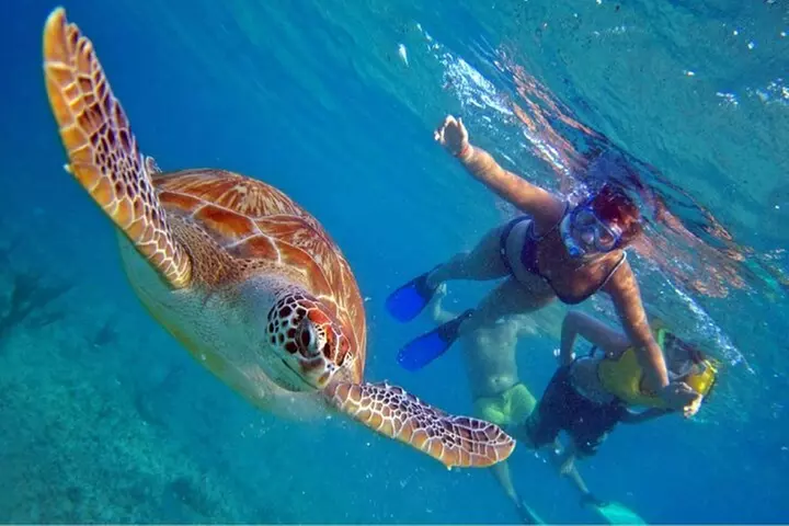 Full day Oahu´s North Shore Circle Island & Snorkeling w/ Turtles - Primary Image