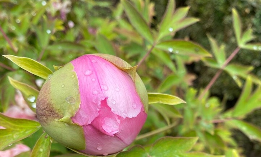 Image 26: Entradas de La Alhambra con Palacios Nazaríes +Tren Turístico