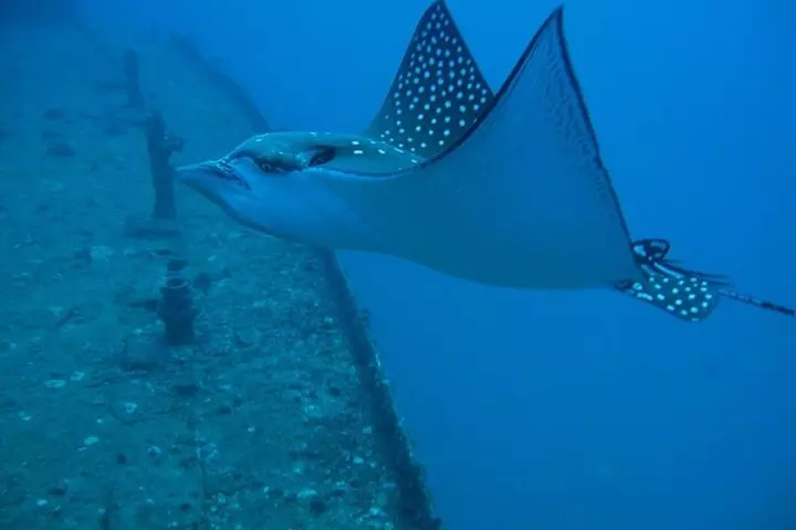Mesmerizing Private SCUBA Diving Charter in Paradise from Waikiki