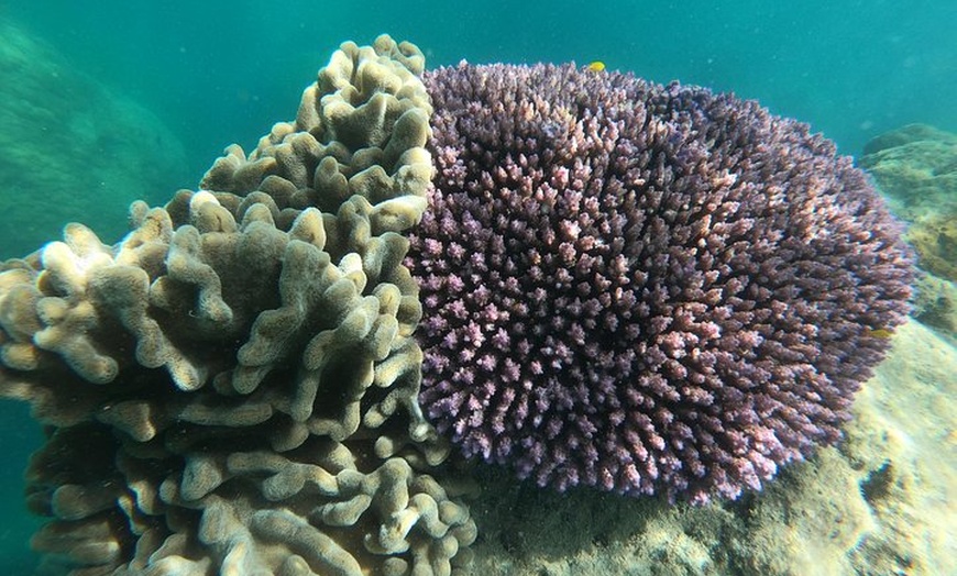 Image 34: Whitsundays Whitehaven Beach Tour: Beaches, Lookouts and Snorkel