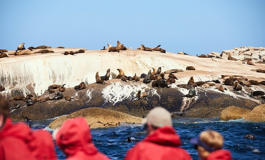 Image 5: Whale Watching Cruise from Tidal River