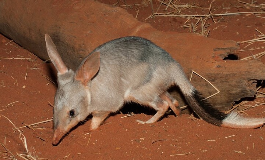 Image 2: Australian Animal Night Safari