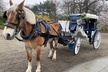 Central Park Horse Carriage Ride - Second Medium