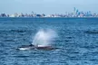 Seastreak New York City Whale Watching Cruise - Second Medium