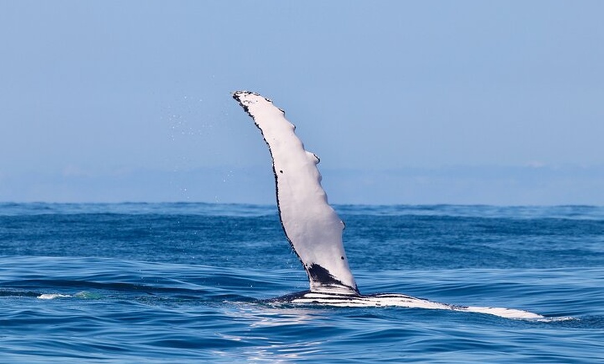 Image 31: Humpback Whale Encounter Tour from Newcastle