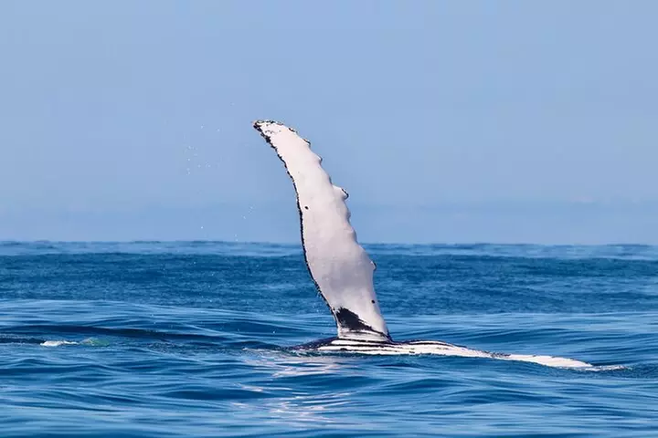 Humpback Whale Encounter Tour from Newcastle