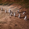 Image 3: Phillip Island Penguin Parade Day Tour from Melbourne