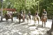 Best ATV Tour, Horseback Riding, Zip Lines, Cenote Swim, Tequila Tasting - Second Medium