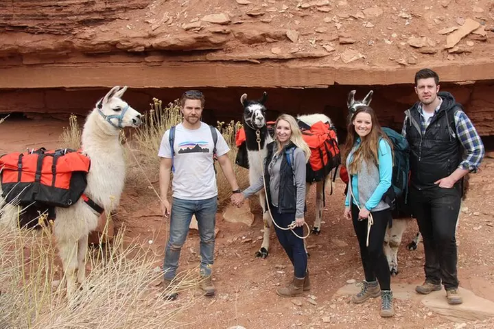 1-Hour Llama Hike Family Friendly and Fun