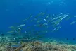 Experience Shared Snorkel and Sunset Sail in Maui - Second Medium