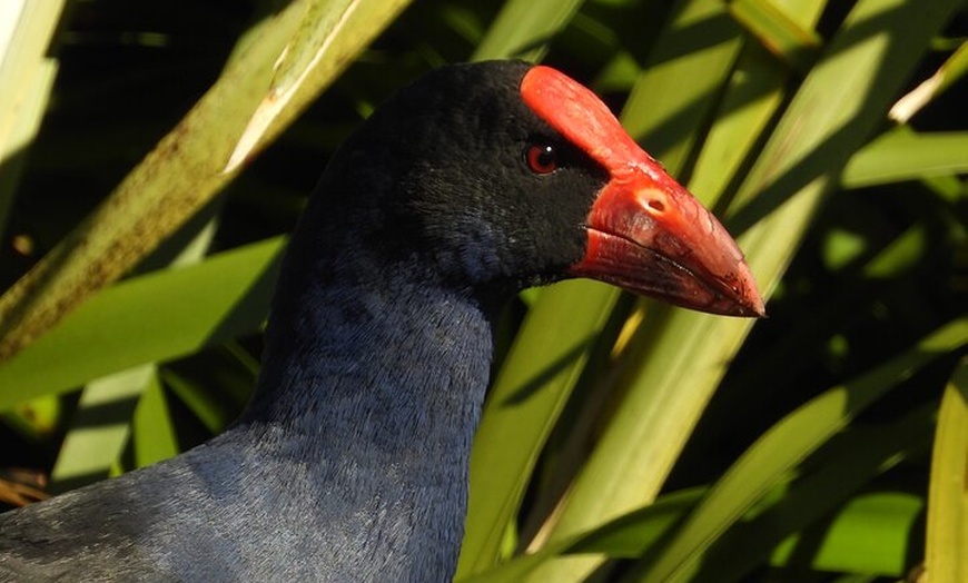 Image 18: Sydney Guided Wildlife Walk Explore Birds and Nature