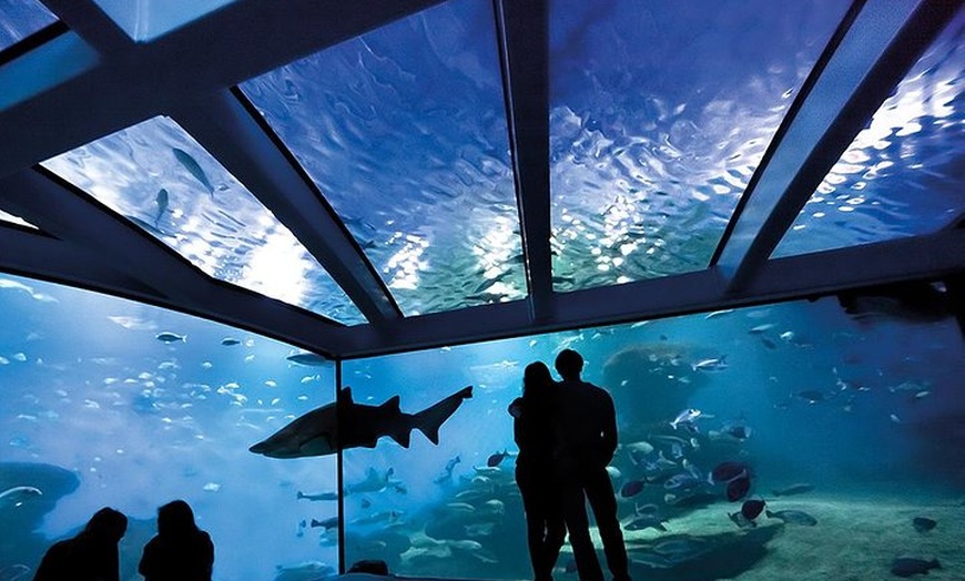 Image 4: Acuario de Palma con autobús de vuelta desde Port Alcudia