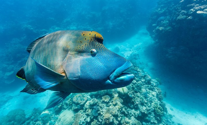 Image 16: Great Barrier Reef Snorkeling and Diving Cruise from Cairns