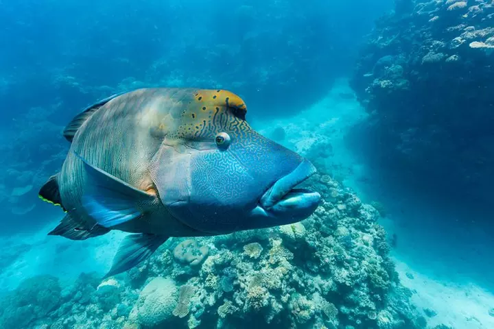 Great Barrier Reef Snorkeling and Diving Cruise from Cairns