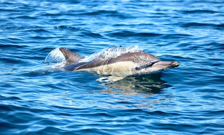 Image 3: Ocean Explorer Tour from Lake Macquarie