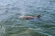 Daily Dolphin Cruise + Sightseeing Tour on Pensacola Beach - Second Medium