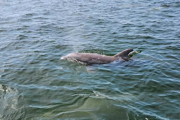 Daily Dolphin Cruise + Sightseeing Tour on Pensacola Beach