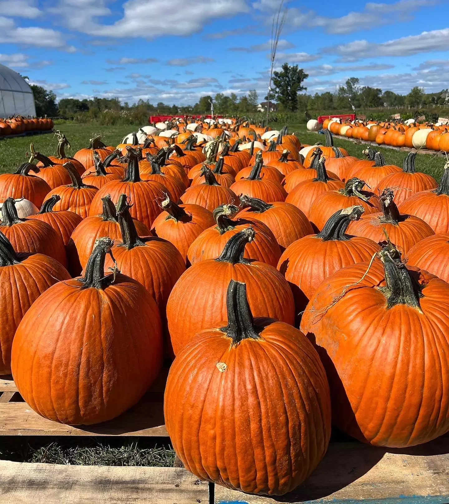 $22 For 2 Passes For The Back 40 PLUS a U-Pick Pumpkin (Reg. $44)
