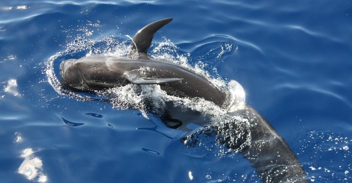 Experiencia de avistamiento de ballenas por la tarde en Tenerife