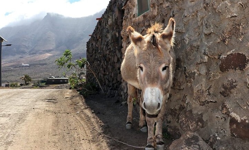 Image 4: Desde Norte Fuerteventura Tour 4x4 Cofetería y Parque Natural de Ja...