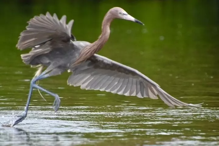 Easy Ride Pedal Kayak Tour Marco Island & Naples (Pedal or Paddle