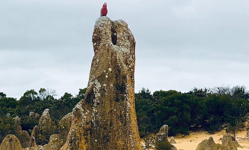 Image 7: 4WD Pinnacles Desert Turquoise Coast and Sand Boarding Adventure