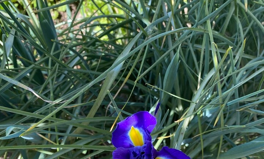 Image 21: Entradas de La Alhambra con Palacios Nazaríes +Tren Turístico