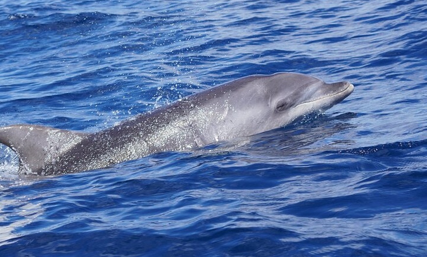 Image 8: Actividad de avistamiento de delfines al atardecer en Gran Canaria